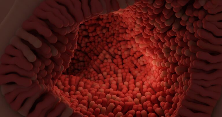 gut image